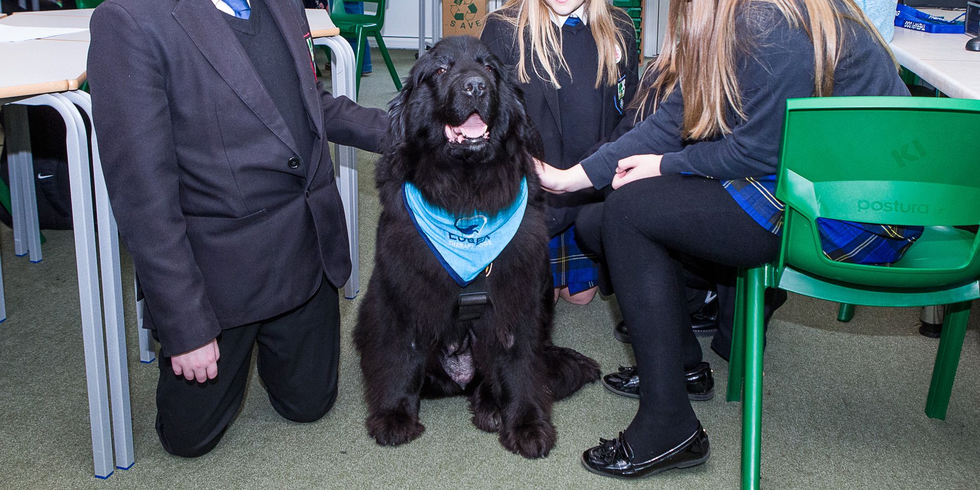 Therapy Dogs