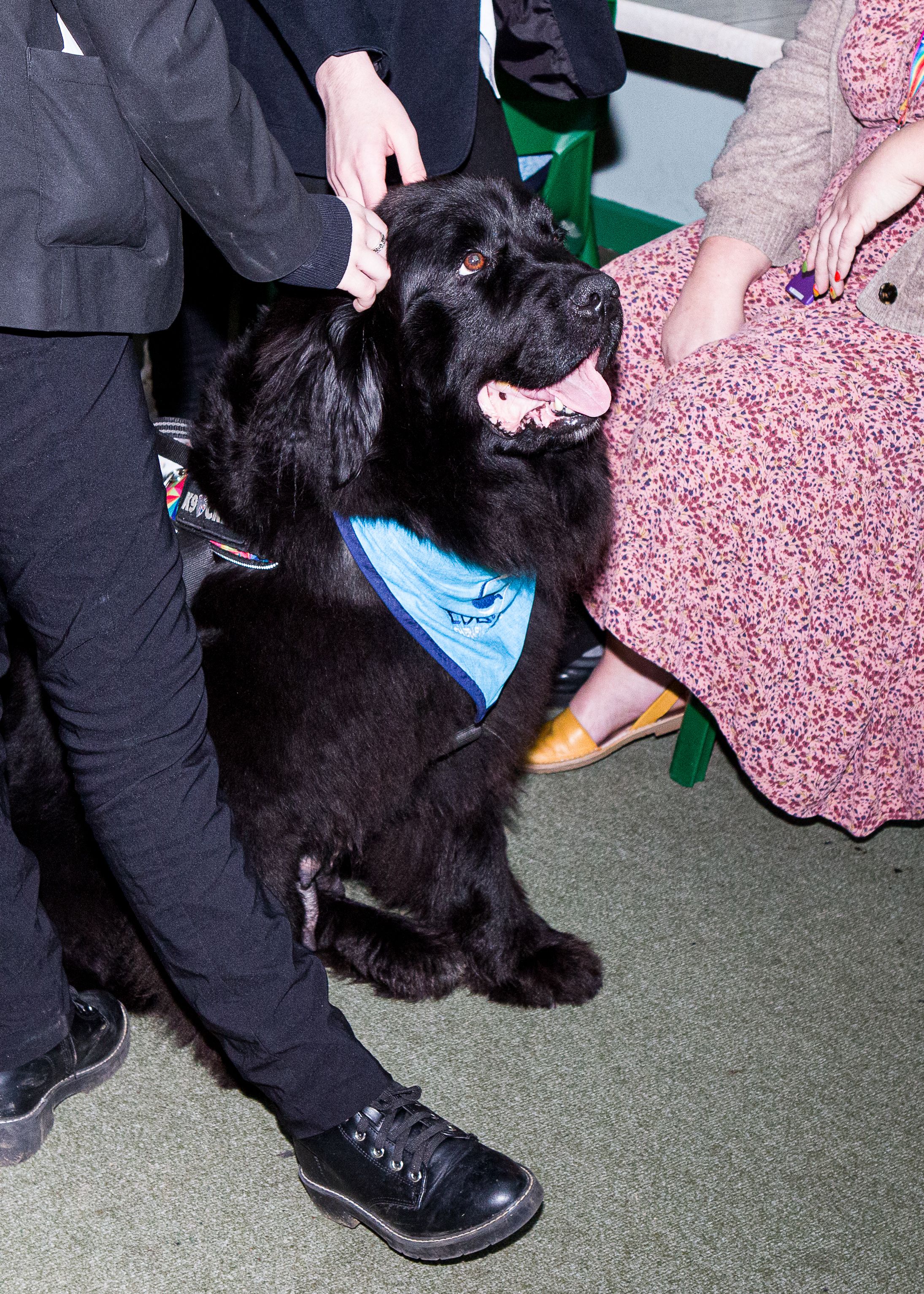 NalaTherapyDog070324-011.jpg