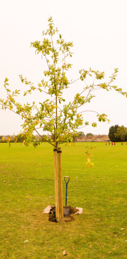 JackeWhitesideTreeDedication161017 015