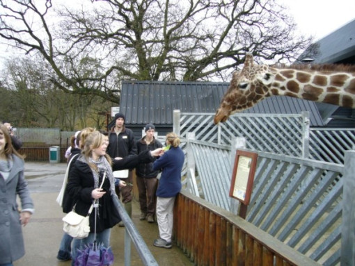 ColchesterZoo180108 010