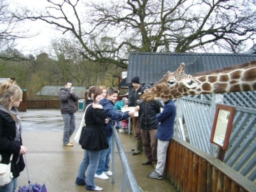 ColchesterZoo180108 011