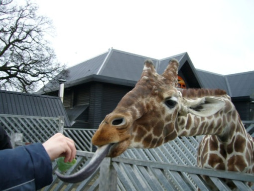 ColchesterZoo180108 012