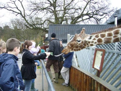 ColchesterZoo180108 013