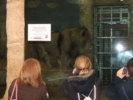 colchesterzoo0306 009