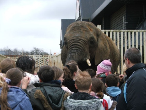 colchesterzoo0306 024