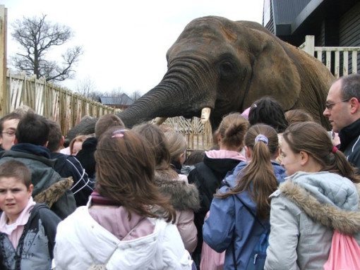 colchesterzoo0306 025