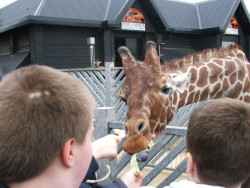 colchesterzoo0306 032